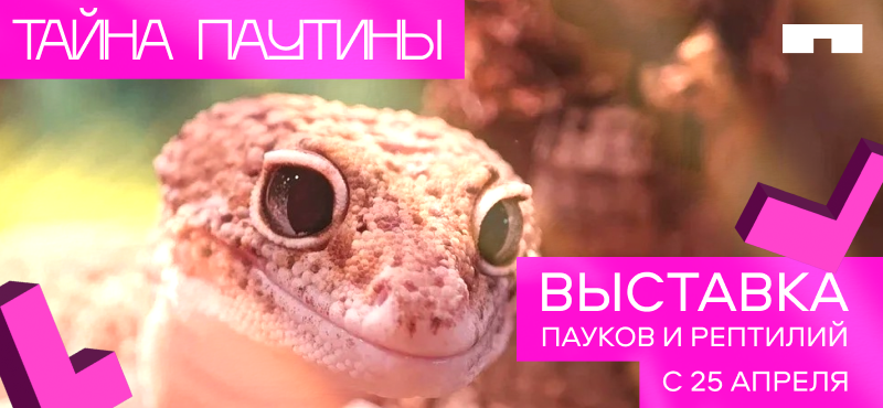 Выставка пауков и рептилий "Тайна паутины"